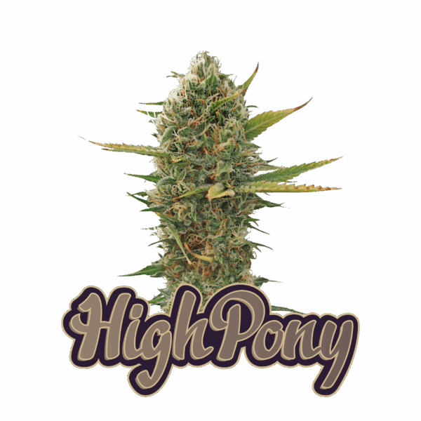 THC Semínka – Super Skunk Full Period (3 ks)